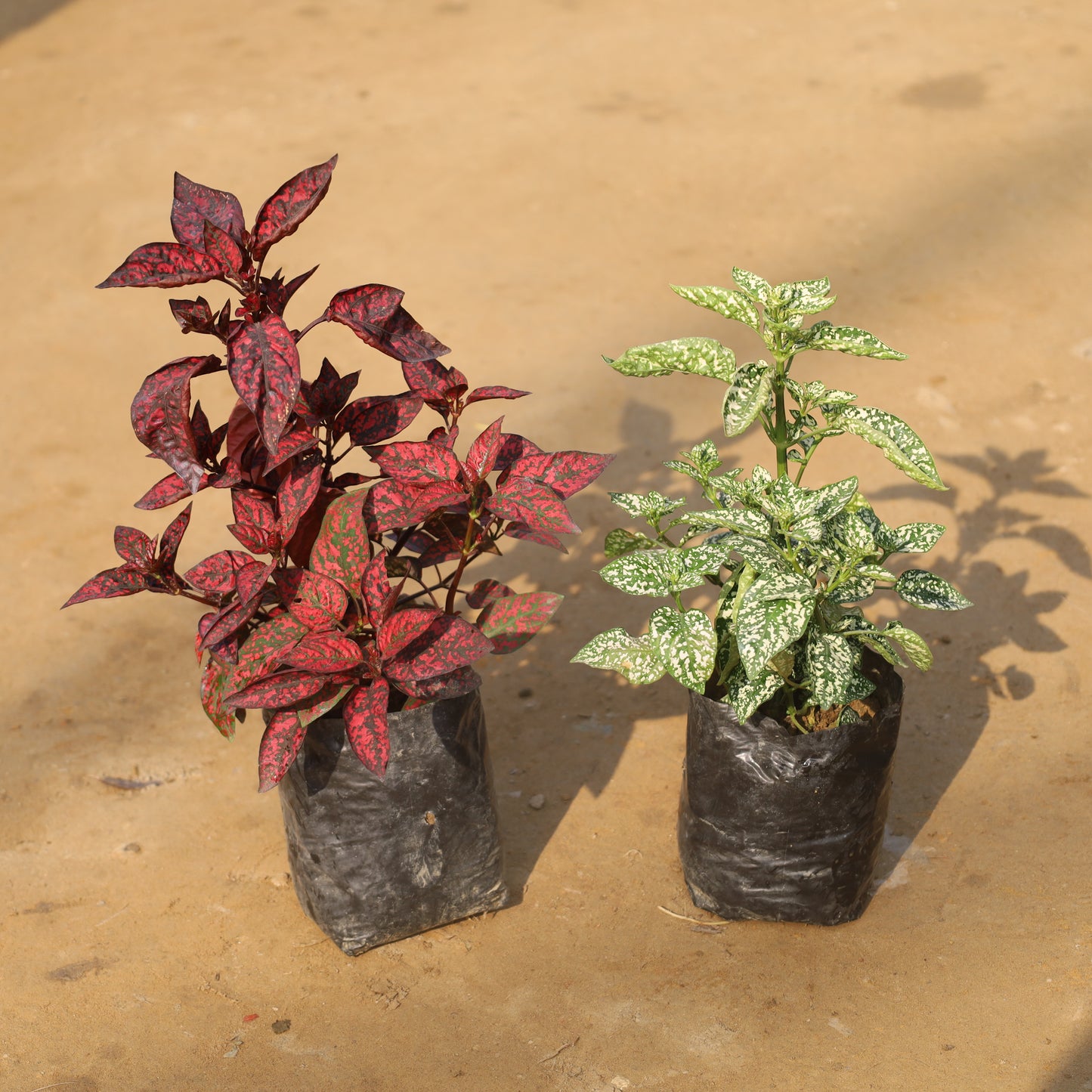 Set of 2 Hypoestes Polka Dot Red and White in 4 Inch Nursery bag