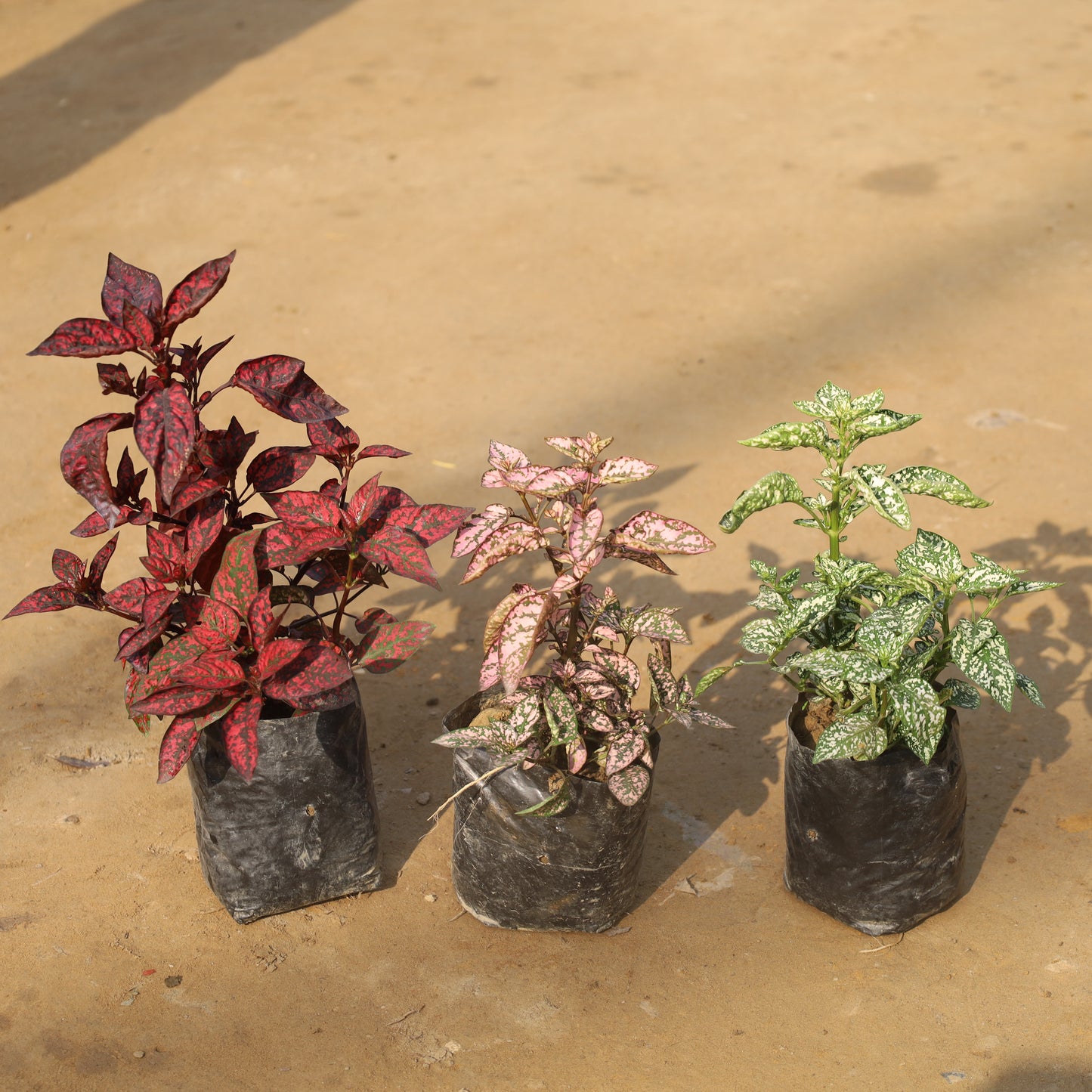 Set of 3 Hypoestes Polka Dot Red, Pink and White in 4 Inch Nursery bag