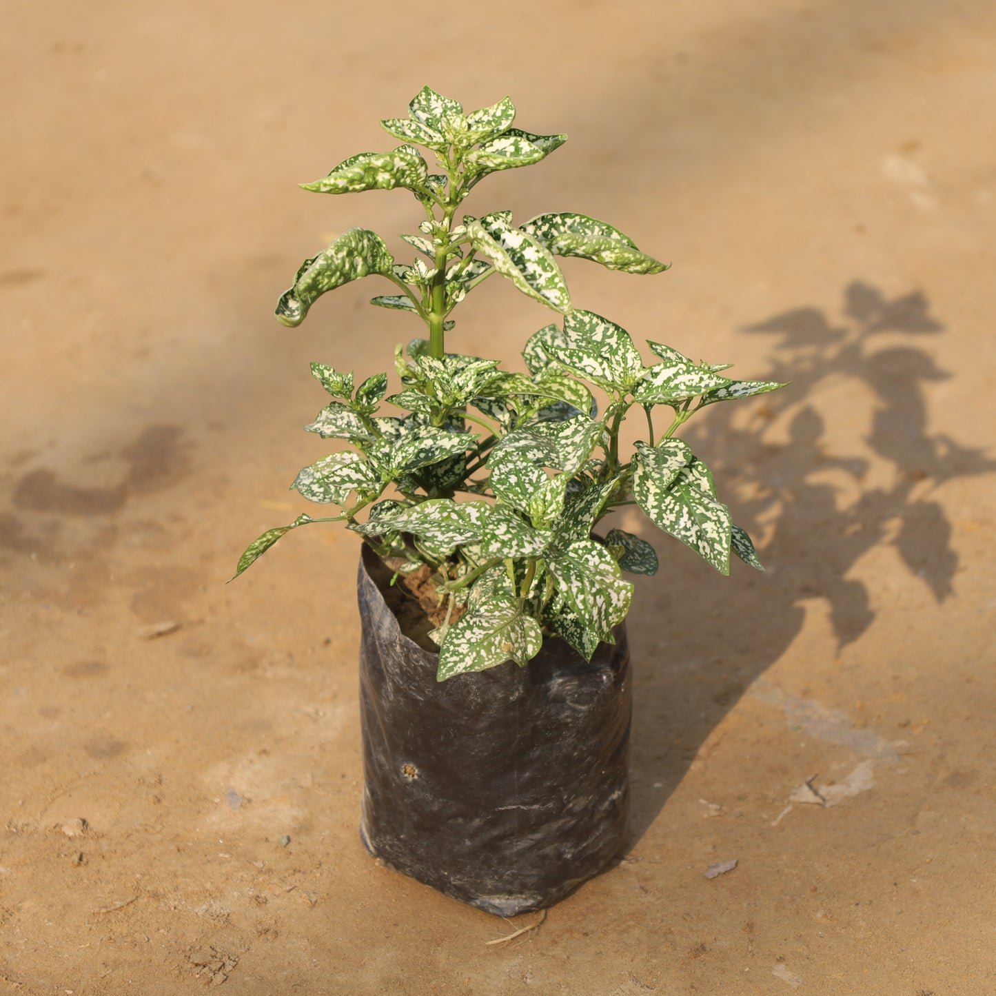 Hypoestes Polka Dot White in 4 Inch Nursery Bag