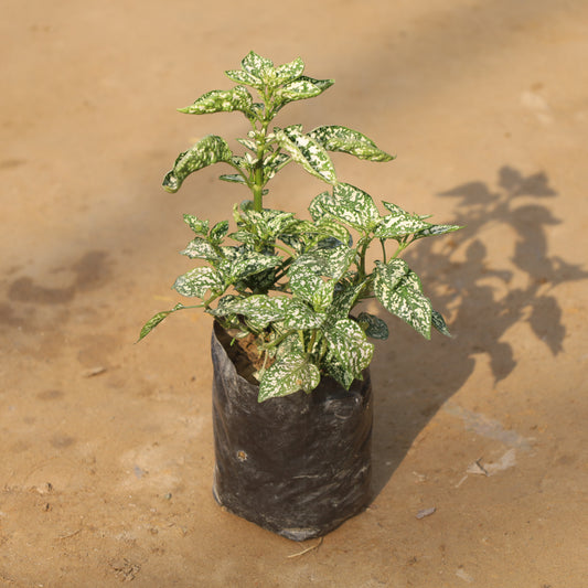 Hypoestes Polka Dot White in 4 Inch Nursery Bag