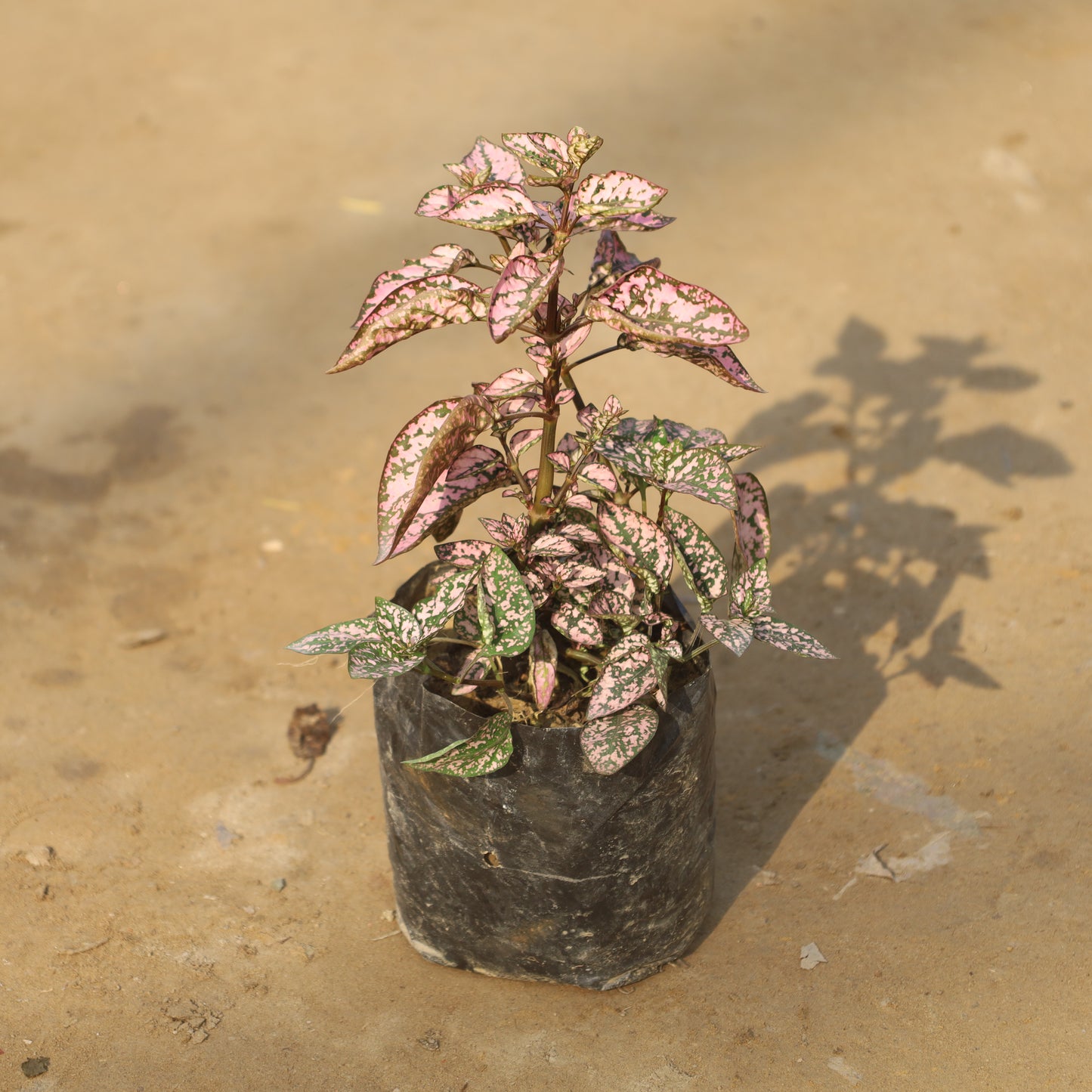 Hypoestes Polka Dot Pink in 4 Inch Nursery Bag