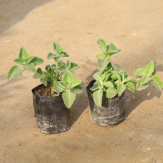 Set of 2 Ajwain Plant in 4 Inch Nursery Bag