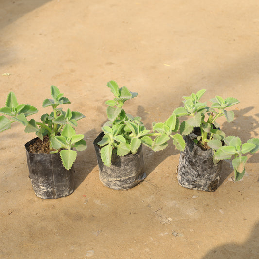 Set of 3 Ajwain Plant in 4 Inch Nursery Bag