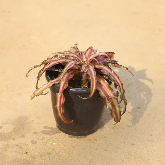 Cryptanthus Dark Pink in 4 Inch Nursery Bag