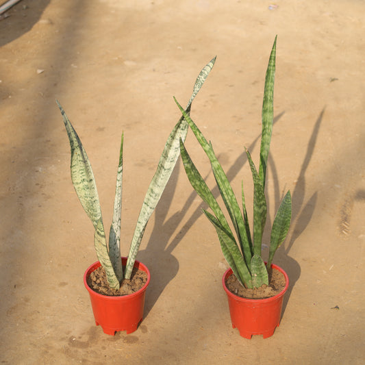 Air Purifier Set of 2 Snake Green / Sansevieria and Lady Charm in 6 Inch Nursery Pot