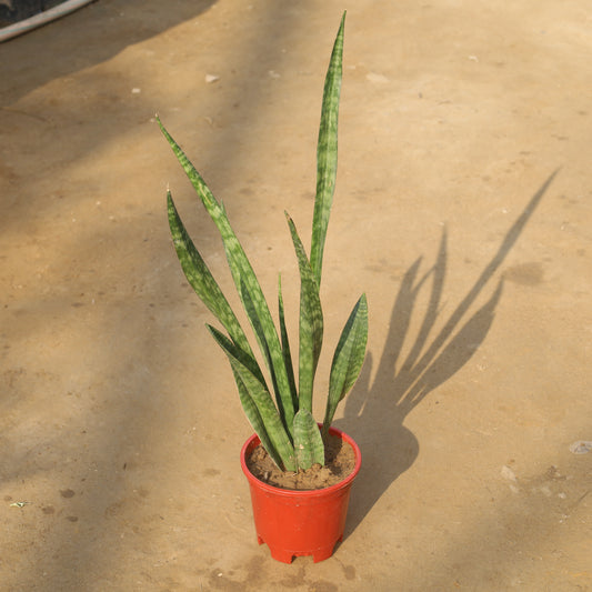 Air Purifier Snake Green / Sansevieria Lady Charm in 6 Inch Nursery Pot