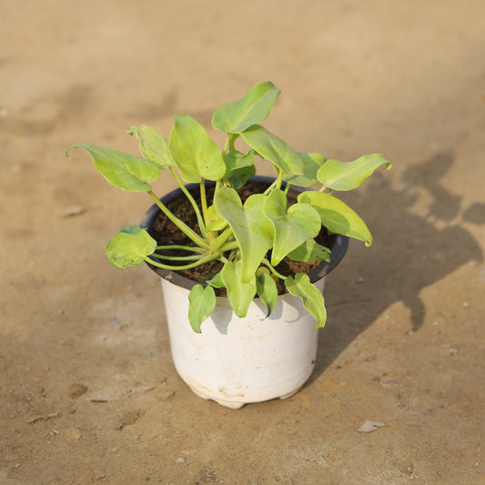 Dwarf Xanadu Golden in 4 Inch Nursery Pot
