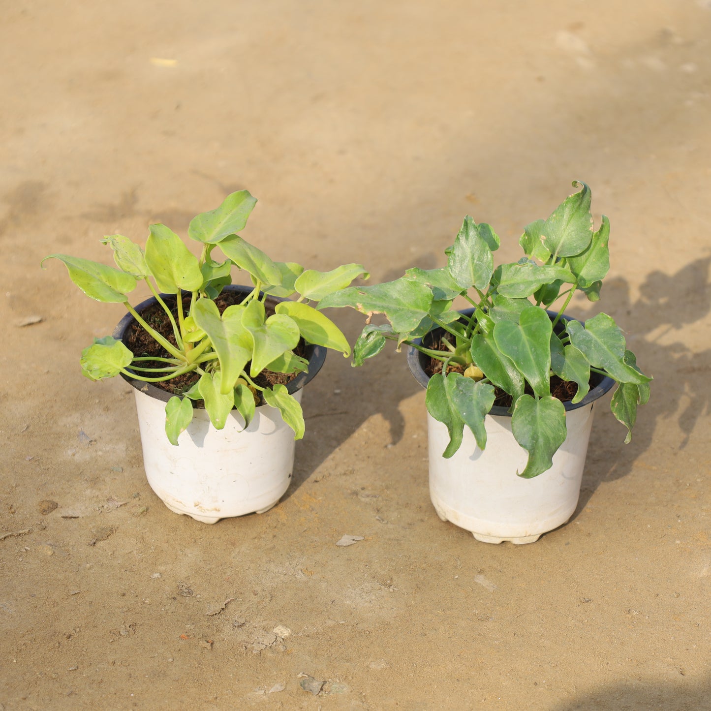 Set of 2 Dwarf Xanadu Golden and Green in 4 Inch Nursery Pot