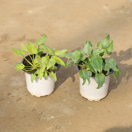 Set of 2 Dwarf Xanadu Golden and Green in 4 Inch Nursery Pot