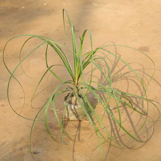 Air Purifier Lolina Palm / Nolina / Ponytail Palm in 5 Inch Nursery Bag