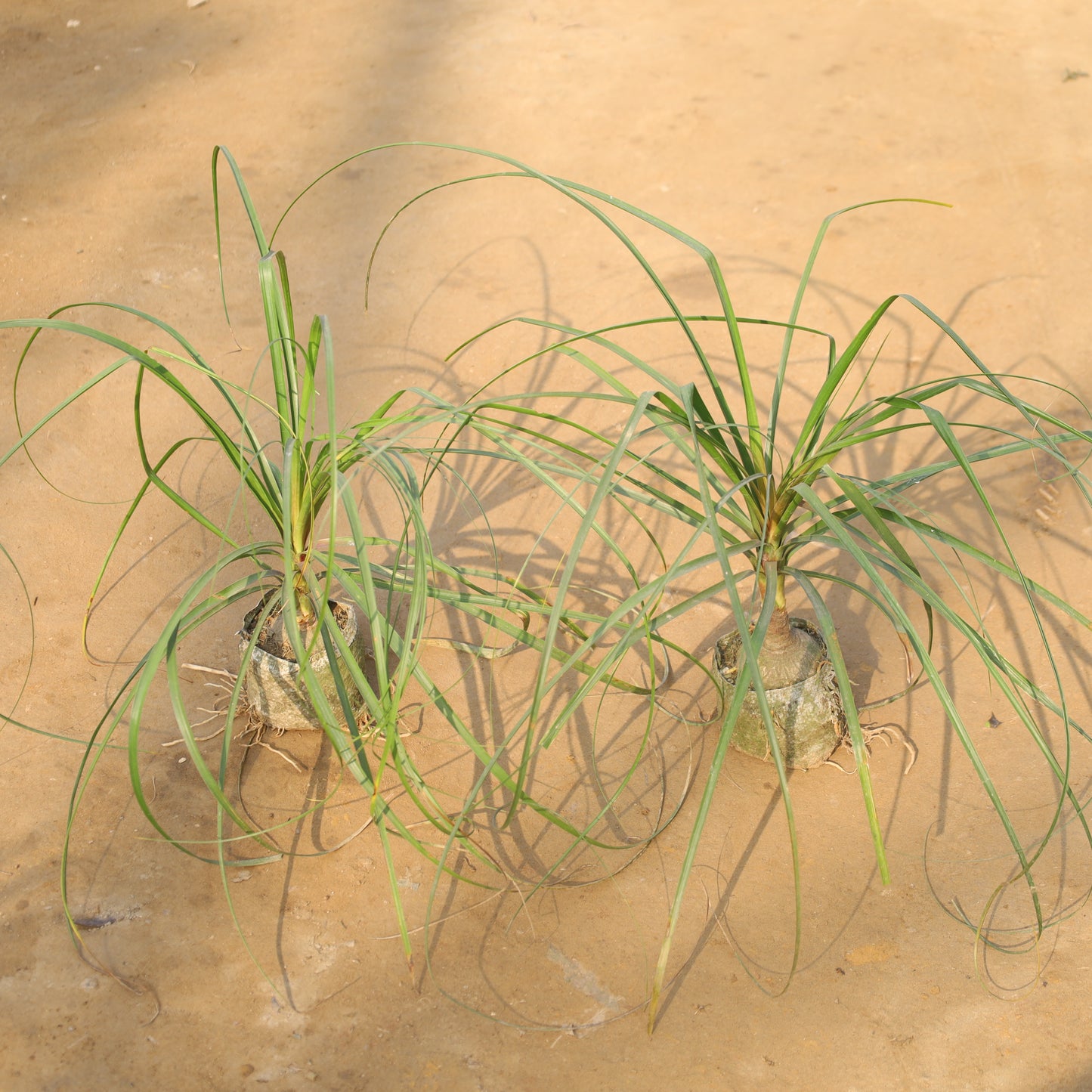 Set of 2 Air Purifier Lolina Palm / Nolina / Ponytail Palm in 5 Inch Nursery Bag