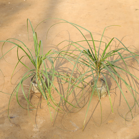 Set of 2 Air Purifier Lolina Palm / Nolina / Ponytail Palm in 5 Inch Nursery Bag