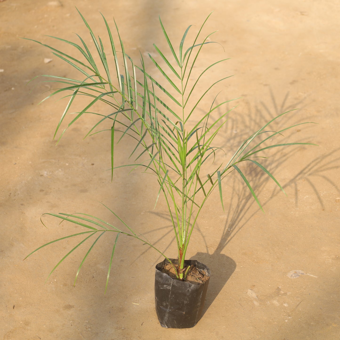 Phoenix Palm in 6 Inch Nursery Bag