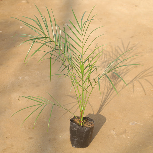 Phoenix Palm in 6 Inch Nursery Bag