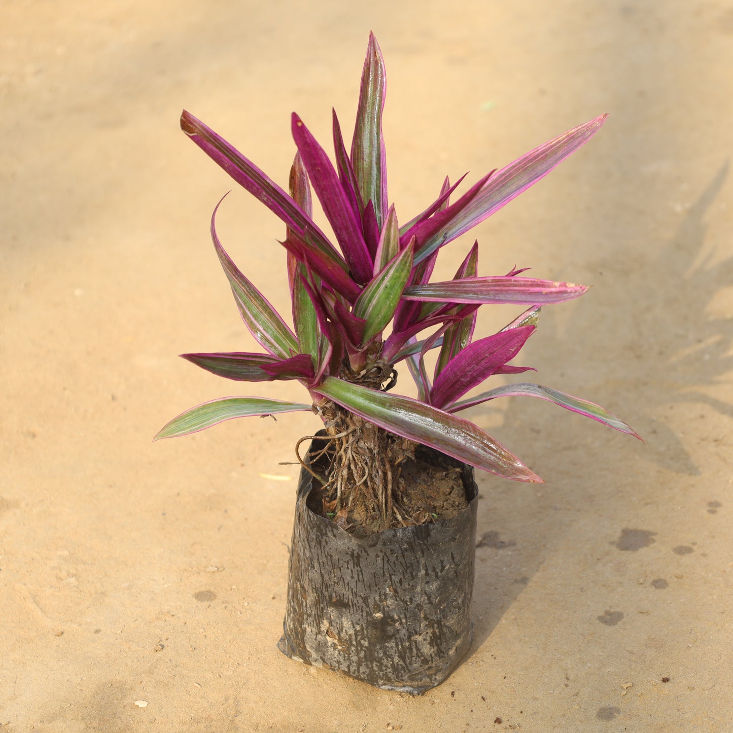 Rhoeo / Durangi Heavy in 4 Inch Nursery Bag