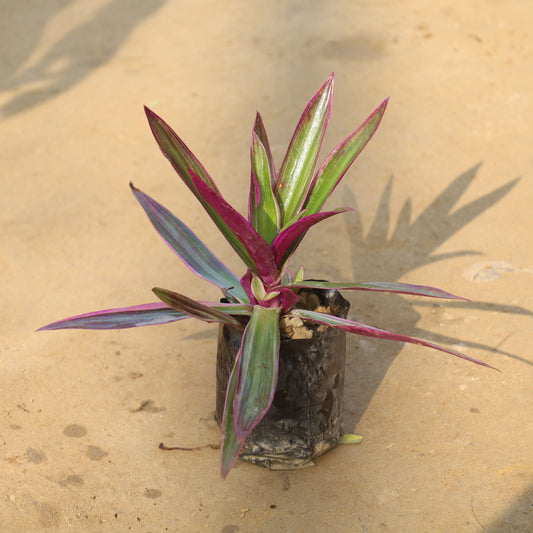 Rhoeo / Durangi in 4 Inch Nursery Bag