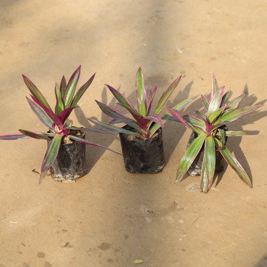 Set of 3- Rhoeo / Durangi in 4 Inch Nursery Bag