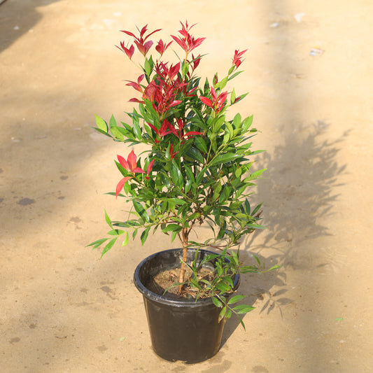 Syzygium Red Plant in 8 Inch Nursery Pot