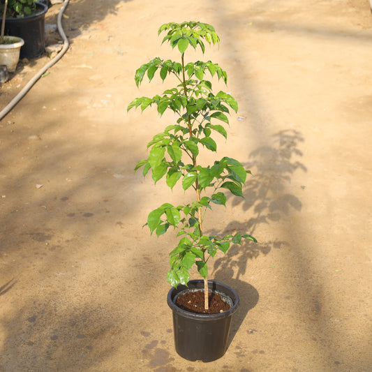 Radermachera / China Doll in 8 Inch Nursery Pot