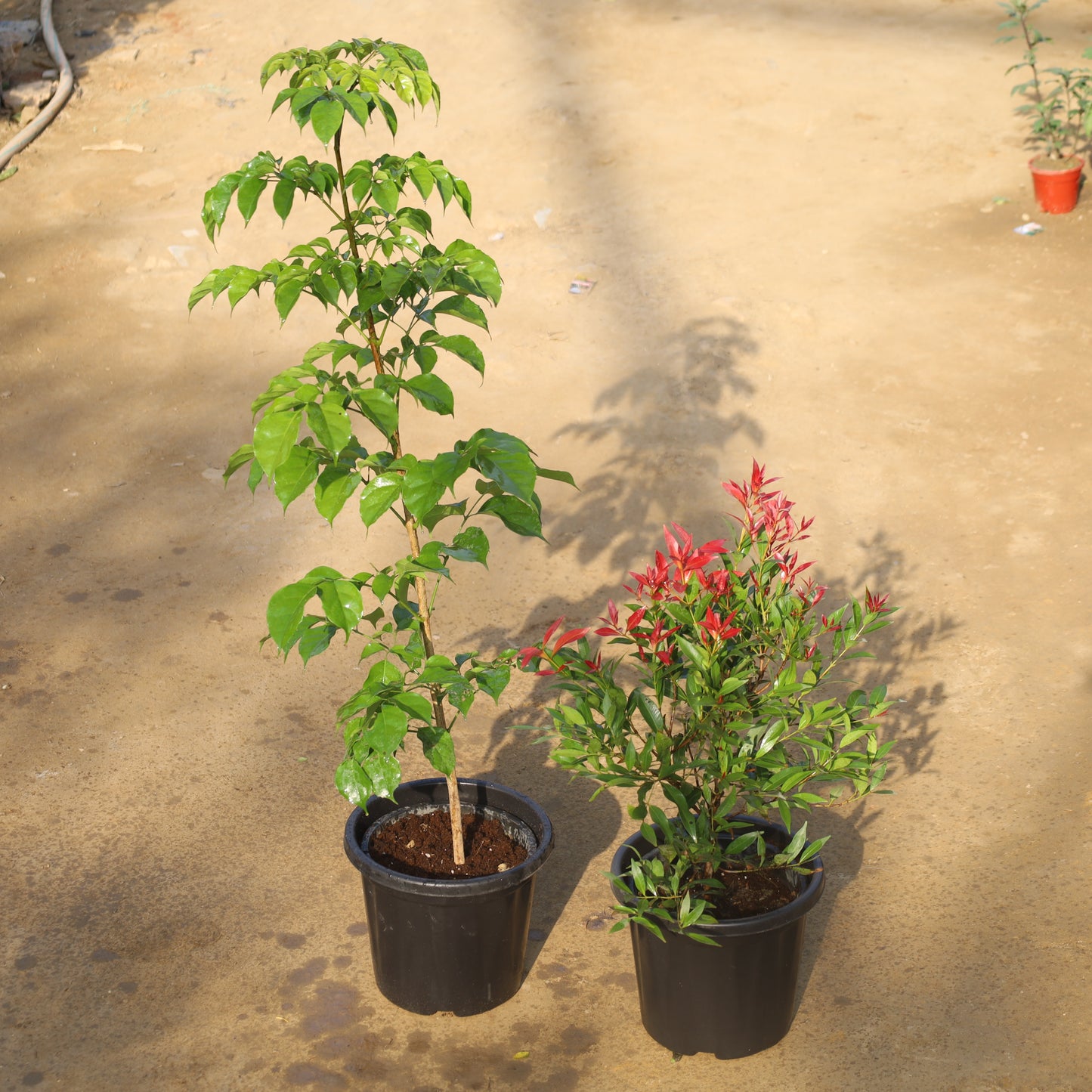 Set of 2 Radermachera (China Doll) and Syzygium Red Plant in 8 Inch Nursery Pot