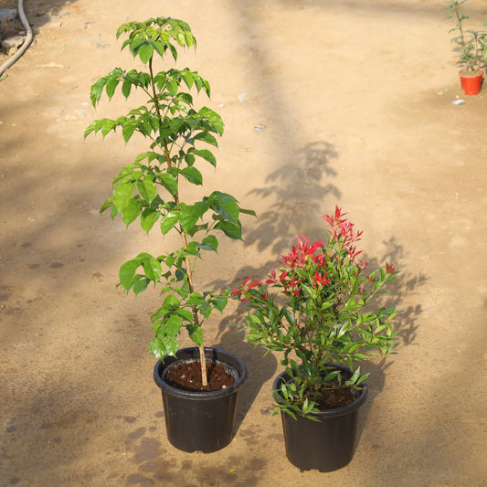 Set of 2 Radermachera (China Doll) and Syzygium Red Plant in 8 Inch Nursery Pot