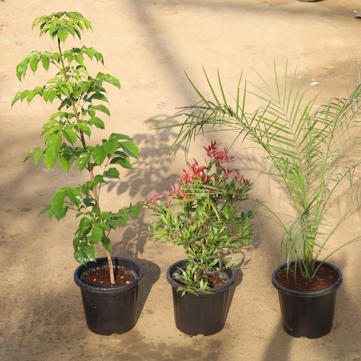 Set of 3 Radermachera (China Doll), Syzygium Red and Phoenix Palm in 8 Inch Nursery Pot
