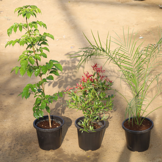 Set of 3 Radermachera (China Doll), Syzygium Red and Phoenix Palm in 8 Inch Nursery Pot