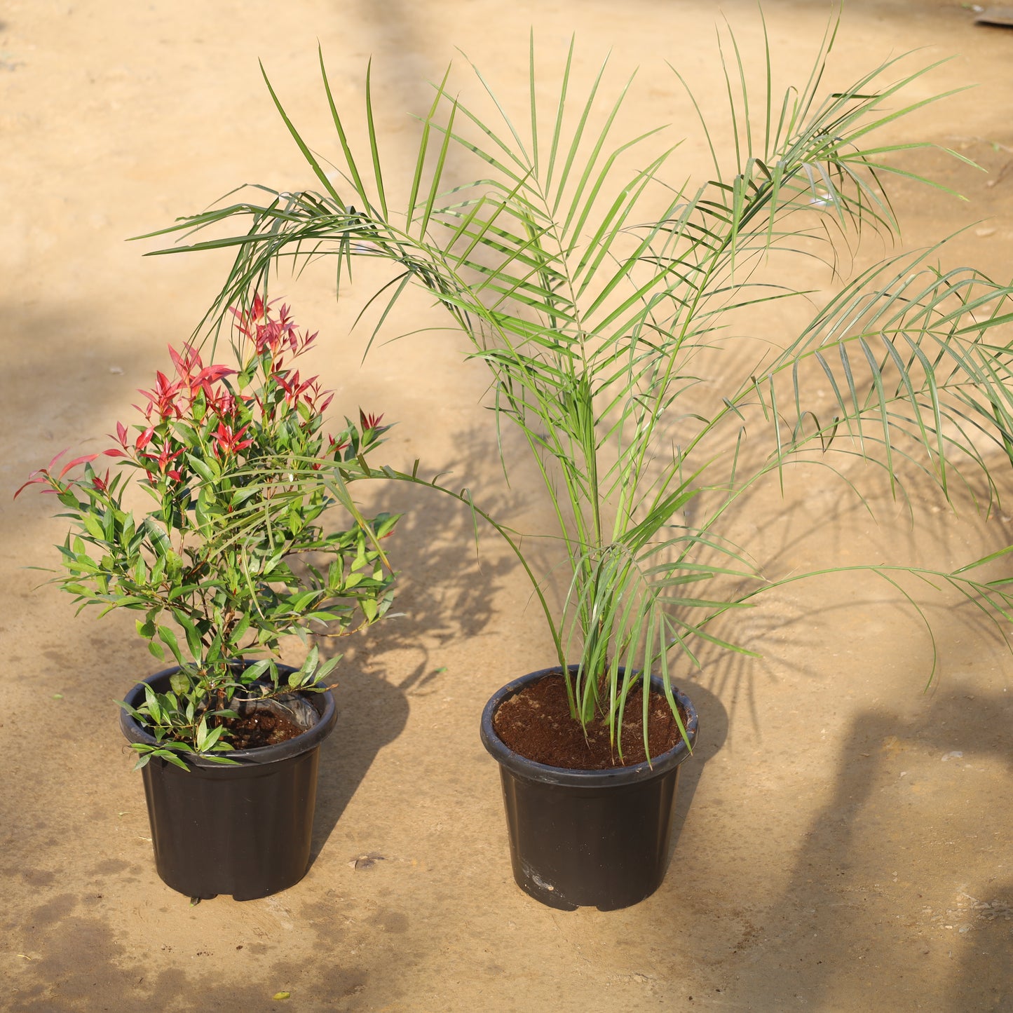Set of 2 Syzygium Red and Phoenix Palm in 8 Inch Nursery Pot