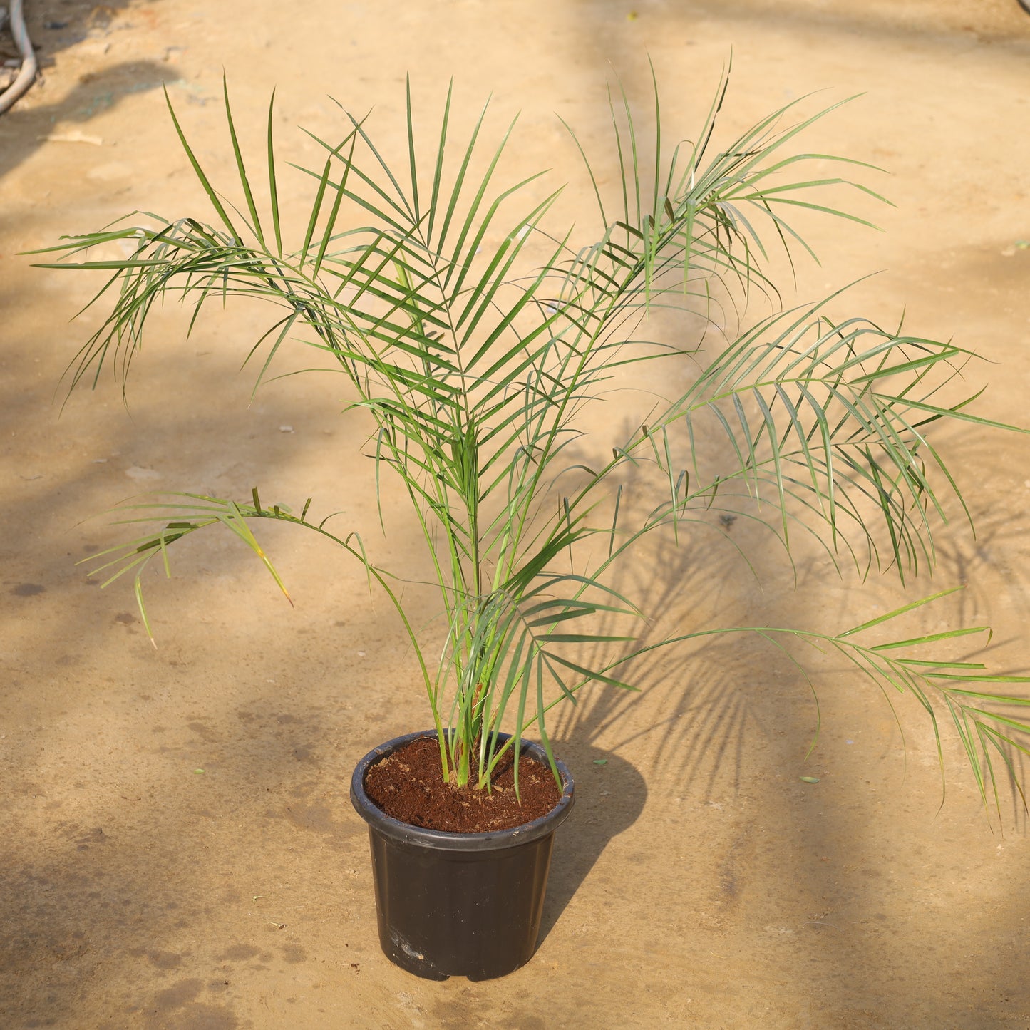 Phoenix Palm in 8 Inch Nursery Pot