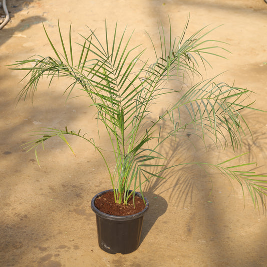 Phoenix Palm in 8 Inch Nursery Pot