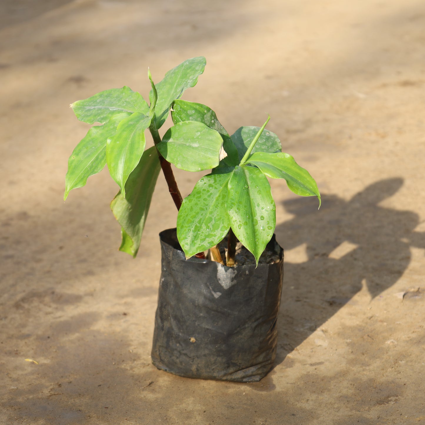 Insulin Plant / Costus igneus in 6 Inch Nursery Bag