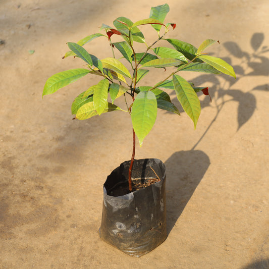 Laila Majnu / Excoecaria Bicolor in 4 Inch Nursery Bag