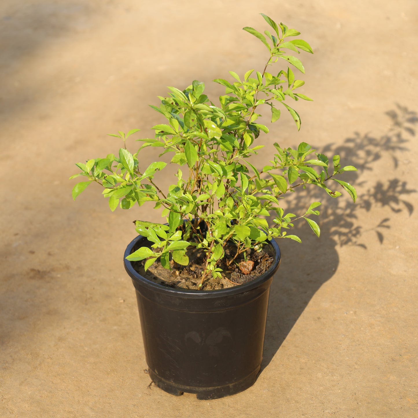Golden Duranta in 6 Inch Nursery Pot