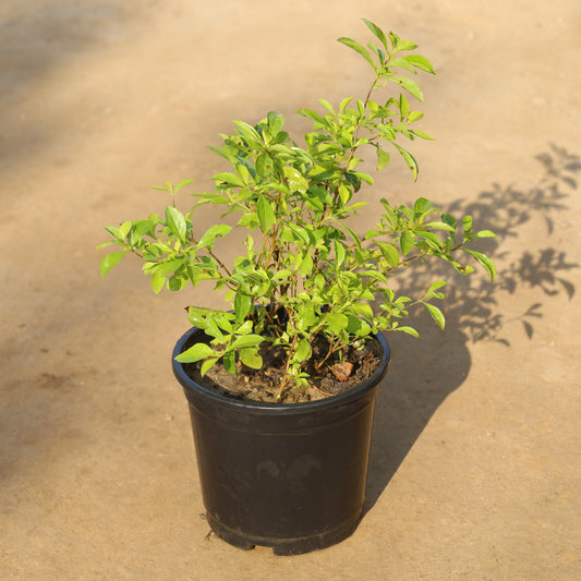 Golden Duranta in 6 Inch Nursery Pot