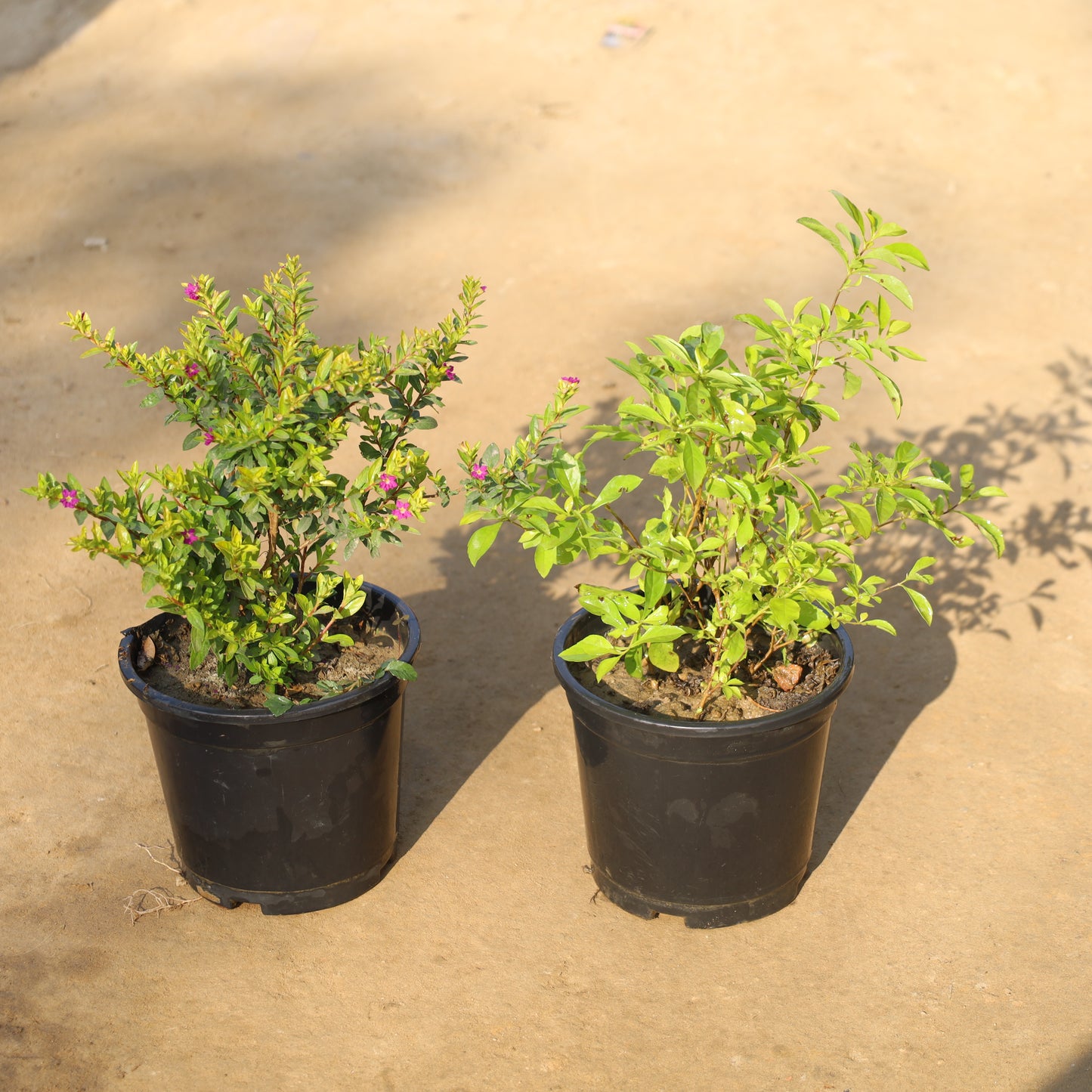 Set of 2 Cuphea / False Heather and Golden Duranta in 6 Inch Nursery Pot