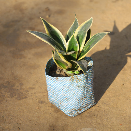 Golden Snake Dwarf in 4 inch Nursery Bag