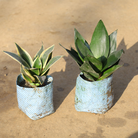 Set of 2 Dwarf Snake Green and Golden in 4 Inch Nursery Bag