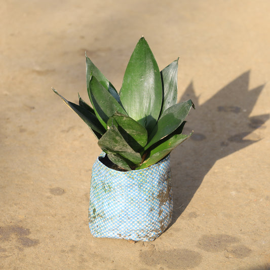 Dwarf Snake Green /  Sansevieria in 4 Inch Nursery Bag