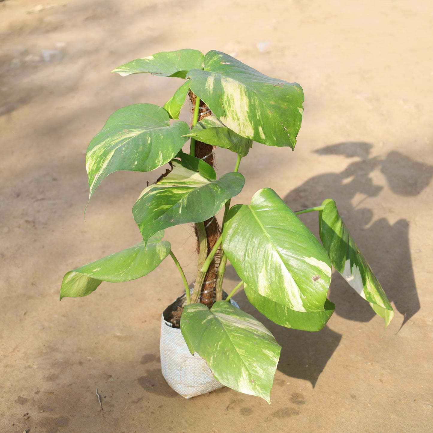 Money Plant Green With Moss Stick in 8 Inch Nursery Bag