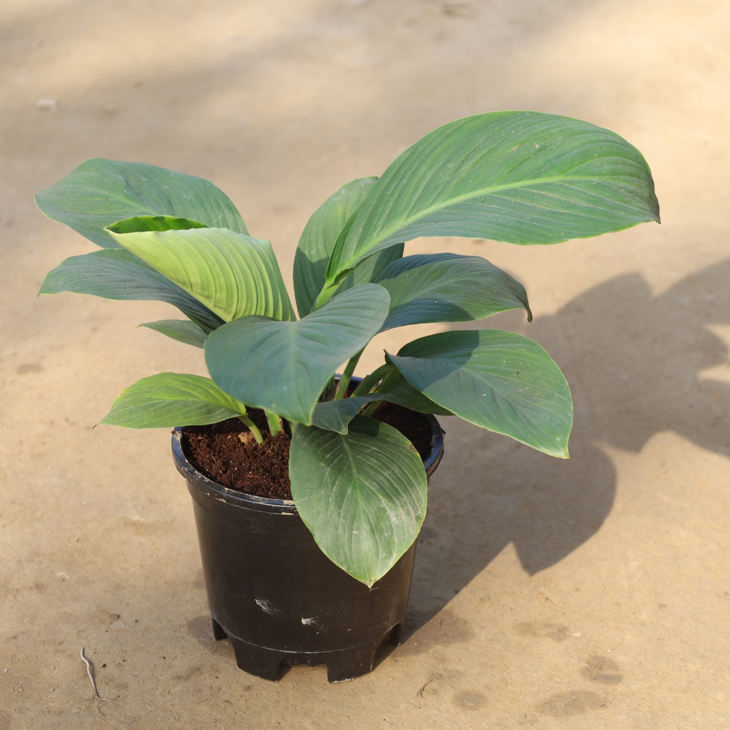 Air Purifier Peace Lily Broad Leaf Hybrid in 6 inch Nursery Pot