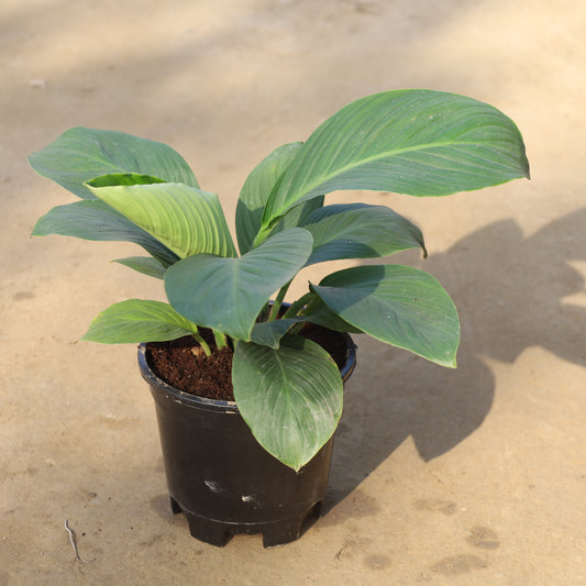 Air Purifier Peace Lily Broad Leaf Hybrid in 6 inch Nursery Pot