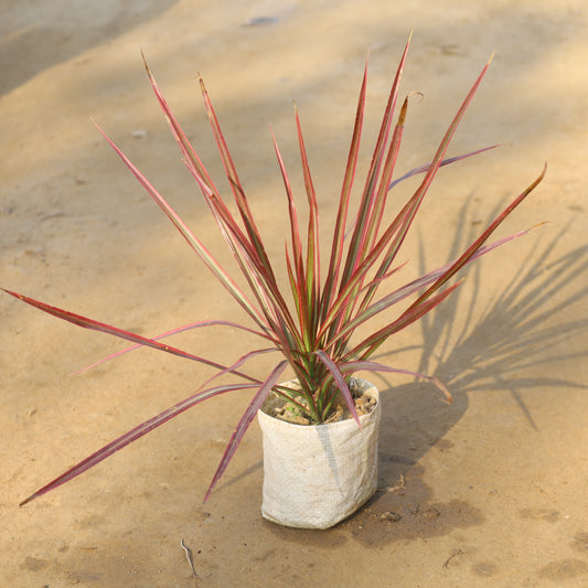 Dracaena Colorama /  Marginata Red in 4 Inch Nursery Bag