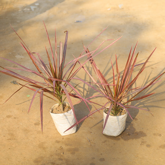 Set of 2 Dracaena Colorama /  Marginata Red in 4 Inch Nursery Bag
