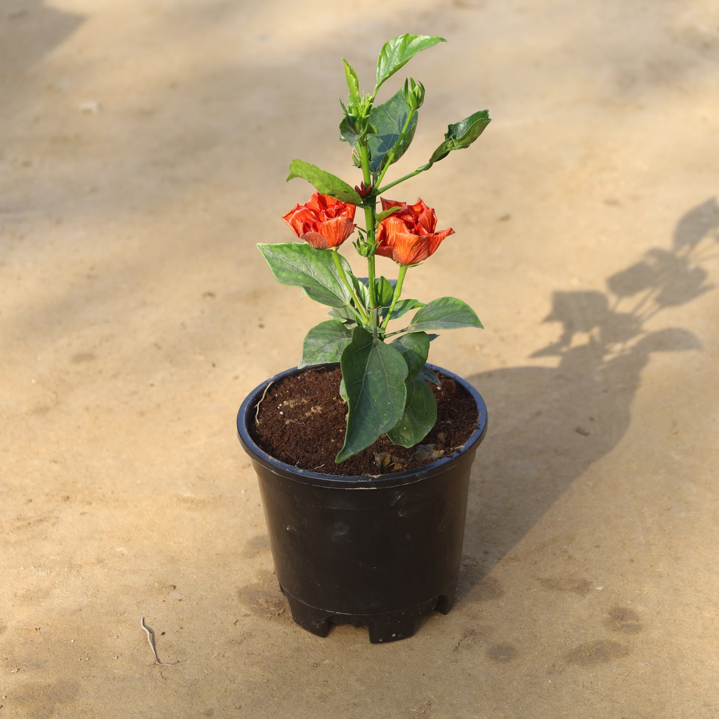 Hybrid Hibiscus Any Colour in 6 Inch Nursery Pot