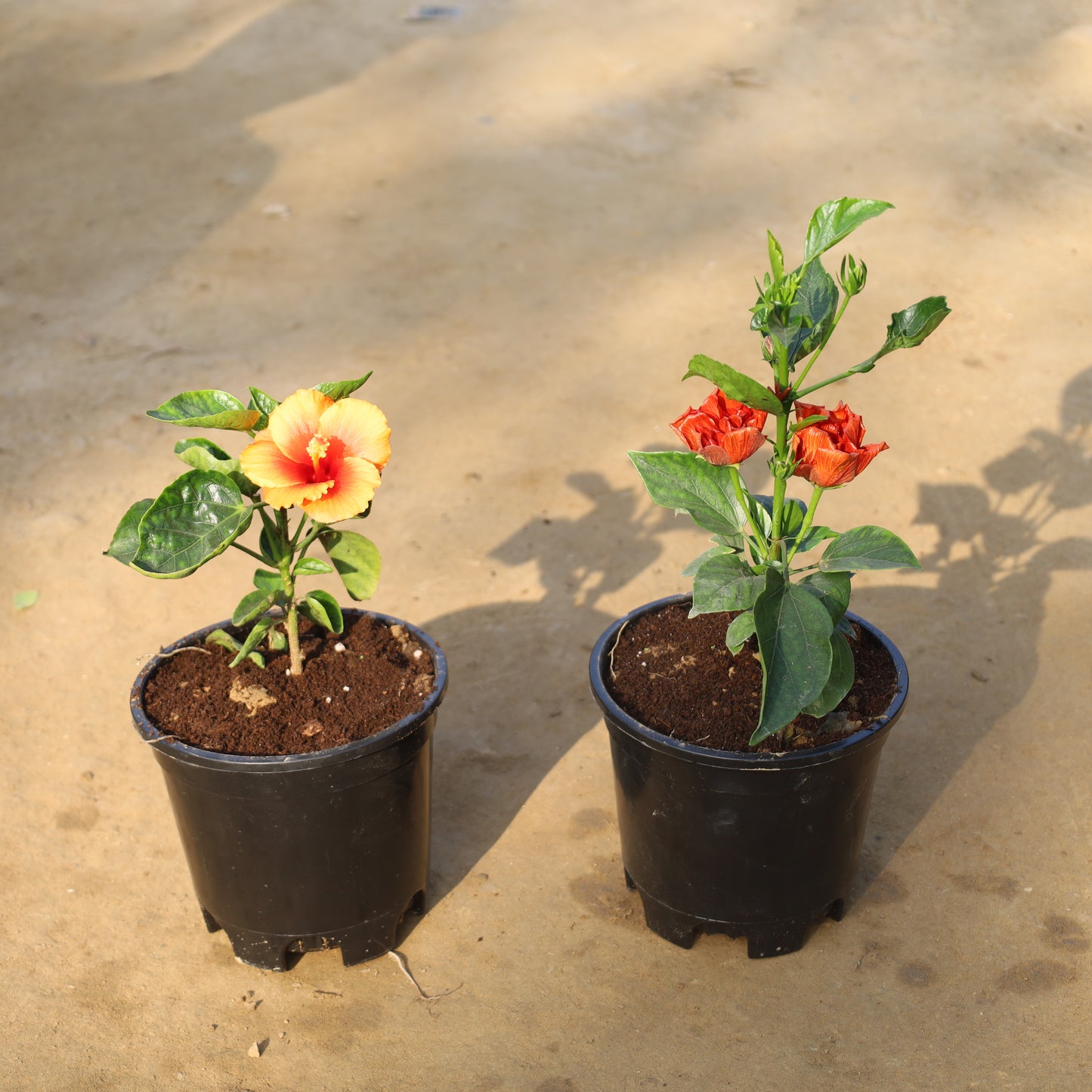 Set of 2 Hybrid Hibiscus Any Colour in 6 Inch Nursery Pot