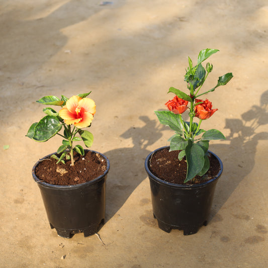 Set of 2 Hybrid Hibiscus Any Colour in 6 Inch Nursery Pot