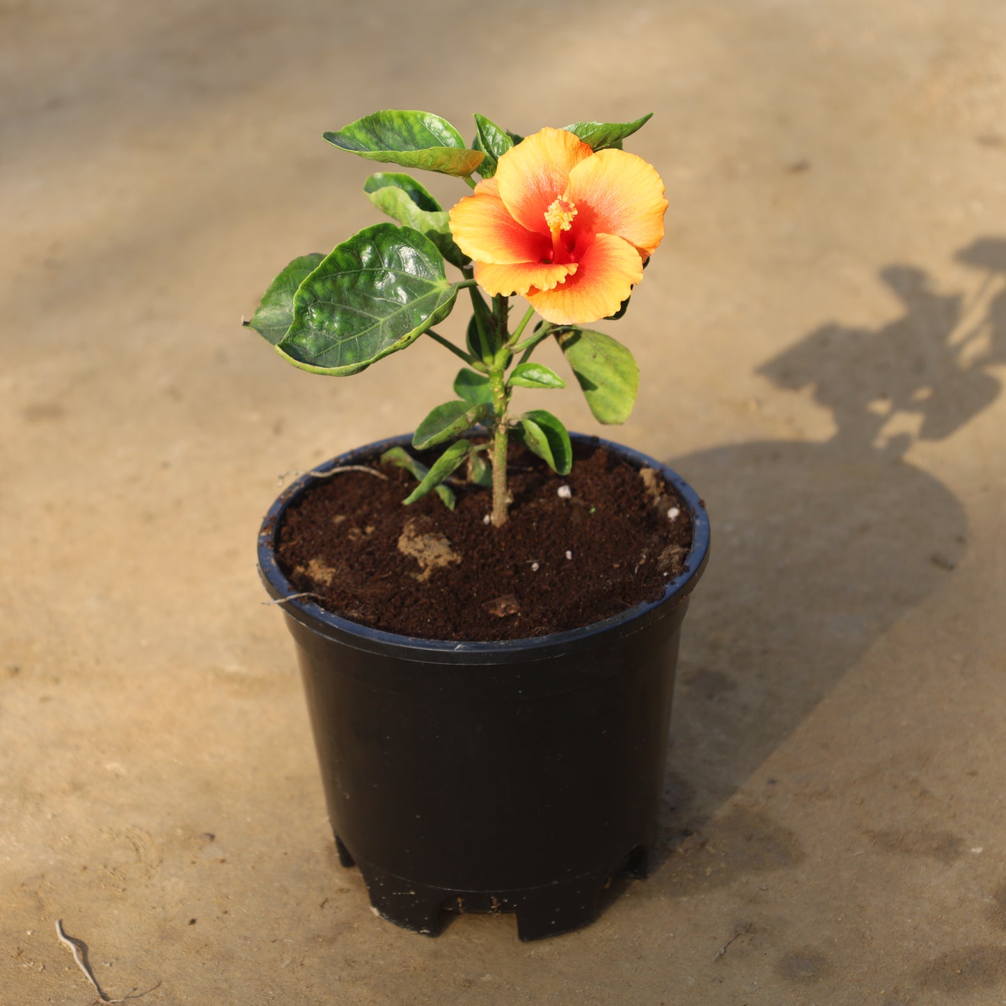 Hybrid Hibiscus Any Colour in 6 Inch Nursery Pot