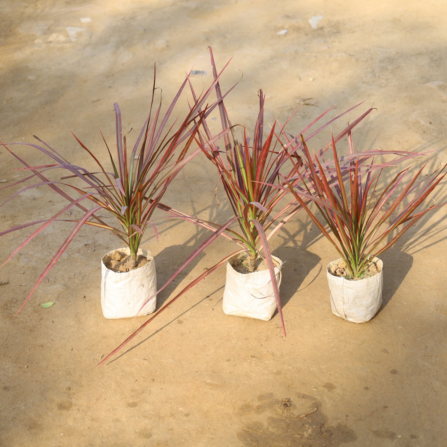 Set of 3 Dracaena Colorama /  Marginata Red in 4 Inch Nursery Bag