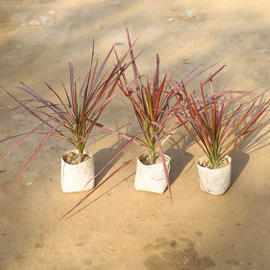 Set of 3 Dracaena Colorama /  Marginata Red in 4 Inch Nursery Bag