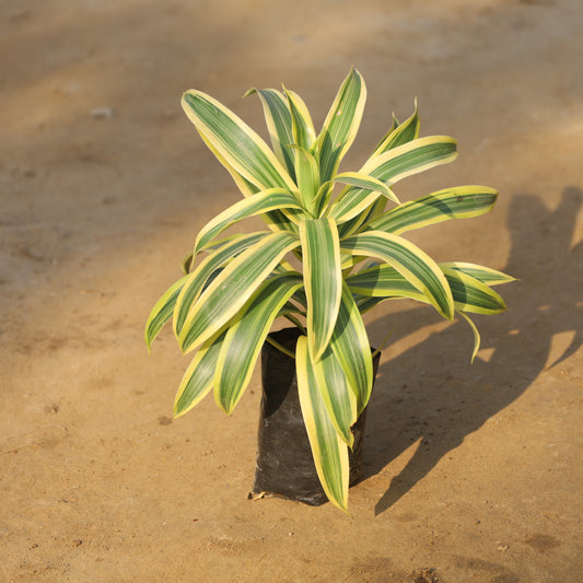 Song of India Golden in 4 Inch Nursery Bag